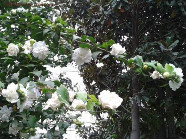 白花重瓣木槿圖片