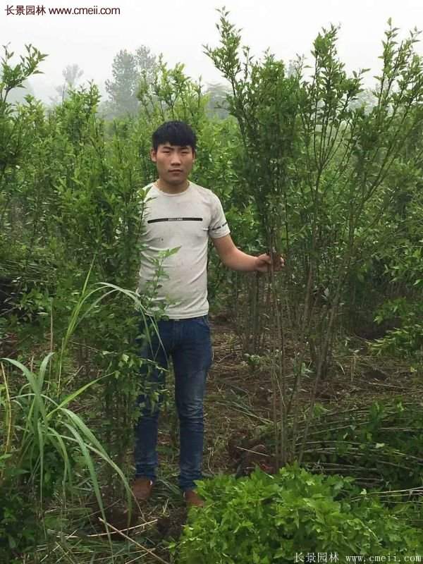 優(yōu)質(zhì)木槿花樹苗