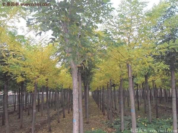 黃金槐樹苗是如何繁育的？