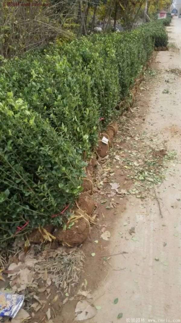 衛(wèi)矛產(chǎn)地 衛(wèi)矛產(chǎn)地