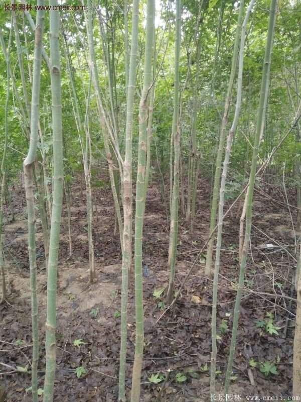 優(yōu)質青楓樹苗