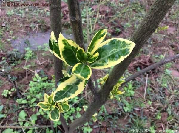 金邊黃楊 金邊黃楊