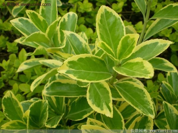 金邊黃楊色塊苗 金邊黃楊色塊苗