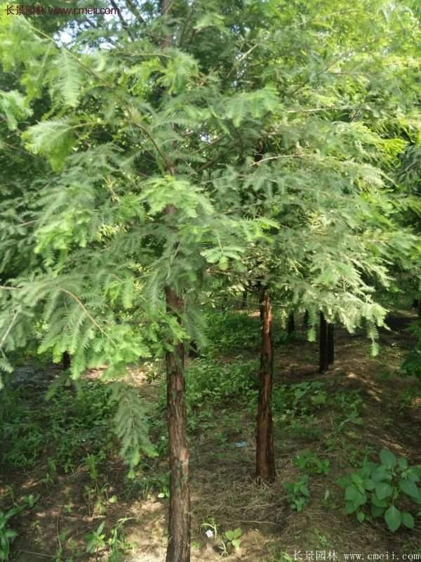 水杉樹(shù)樹(shù)苗