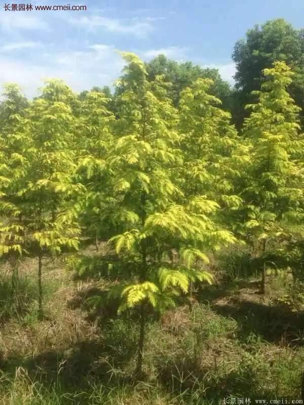 水杉有什么藥用價(jià)值？