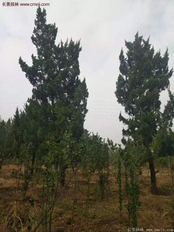 4公高度的龍柏造型樹，地徑在十公分左右