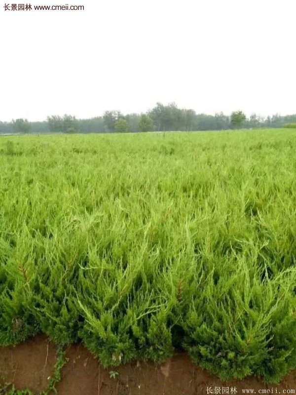 80公分高度的龍柏，主要用來作綠籬、色塊