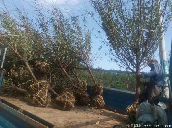 沭陽長景園林紅梅苗木 沭陽長景園林紅梅苗木