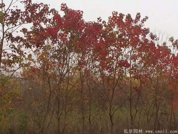 紅葉烏桕圖片紅葉烏桕基地實(shí)拍 紅葉烏桕圖片紅葉烏桕基地實(shí)拍