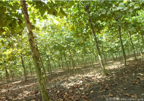 梧桐樹(shù)圖片梧桐樹(shù)苗木基地實(shí)拍 梧桐樹(shù)圖片梧桐樹(shù)苗木基地實(shí)拍