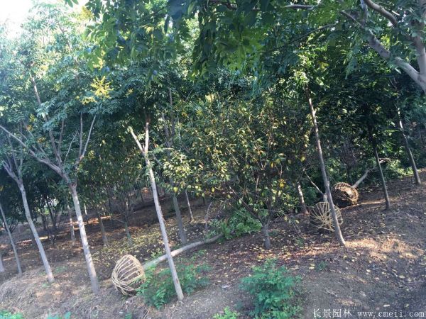 欒樹圖片欒樹基地 欒樹圖片欒樹基地