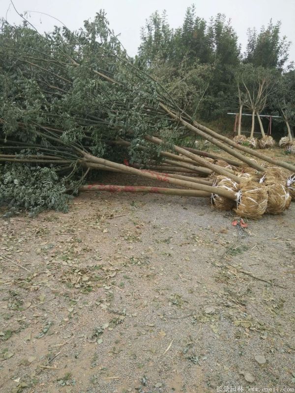 國(guó)槐圖片國(guó)槐基地實(shí)拍 國(guó)槐圖片國(guó)槐基地實(shí)拍