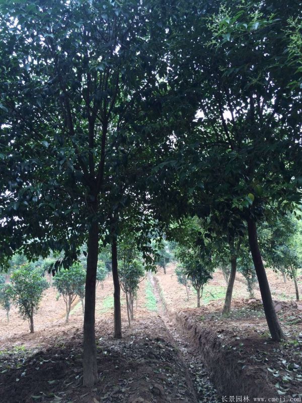 大葉女貞圖片大葉女貞基地實拍 大葉女貞圖片大葉女貞基地實拍