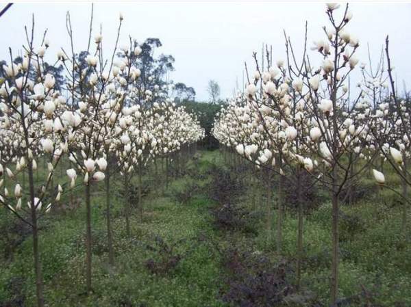 白玉蘭圖片白玉蘭基地實拍 白玉蘭圖片白玉蘭基地實拍