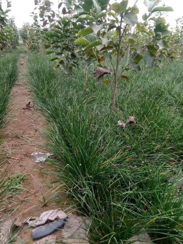 白玉蘭圖片白玉蘭基地實拍 白玉蘭圖片白玉蘭基地實拍