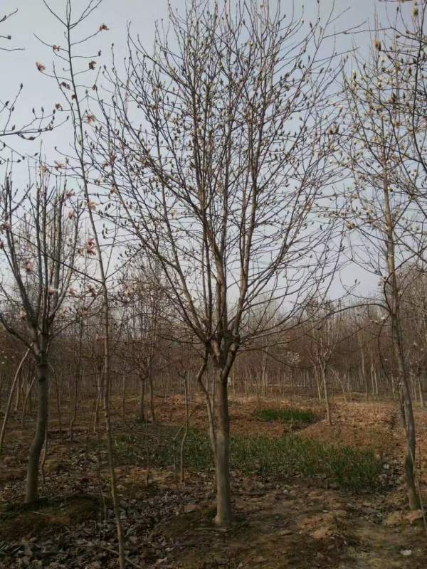 白玉蘭圖片白玉蘭基地實拍 白玉蘭圖片白玉蘭基地實拍