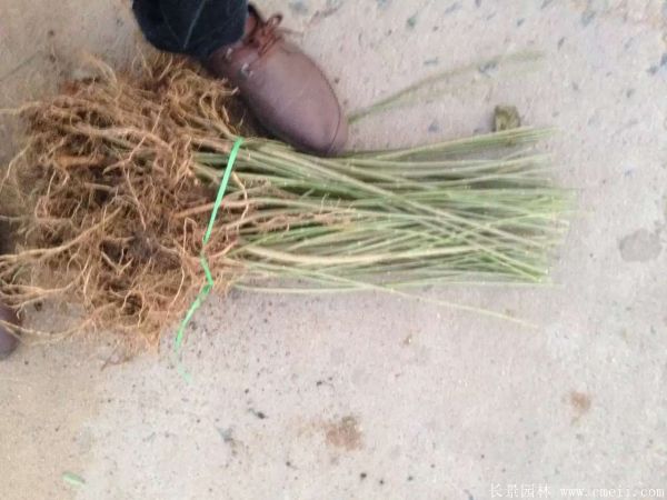 連翹圖片基地實(shí)拍