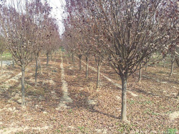 紅葉李圖片基地實(shí)拍 紅葉李圖片基地實(shí)拍