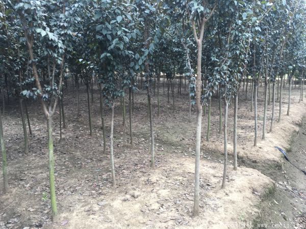 紅葉李圖片基地實(shí)拍 紅葉李圖片基地實(shí)拍