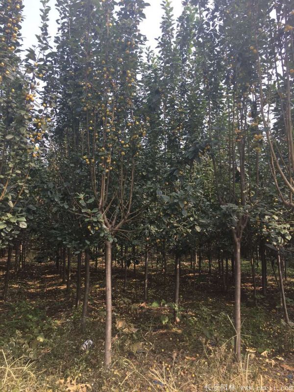 西府海棠圖片基地實(shí)拍 西府海棠圖片基地實(shí)拍