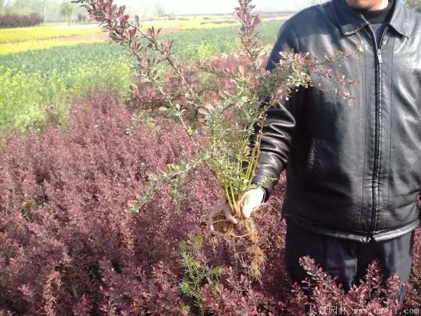 紅葉小檗圖片基地實(shí)拍 紅葉小檗圖片基地實(shí)拍