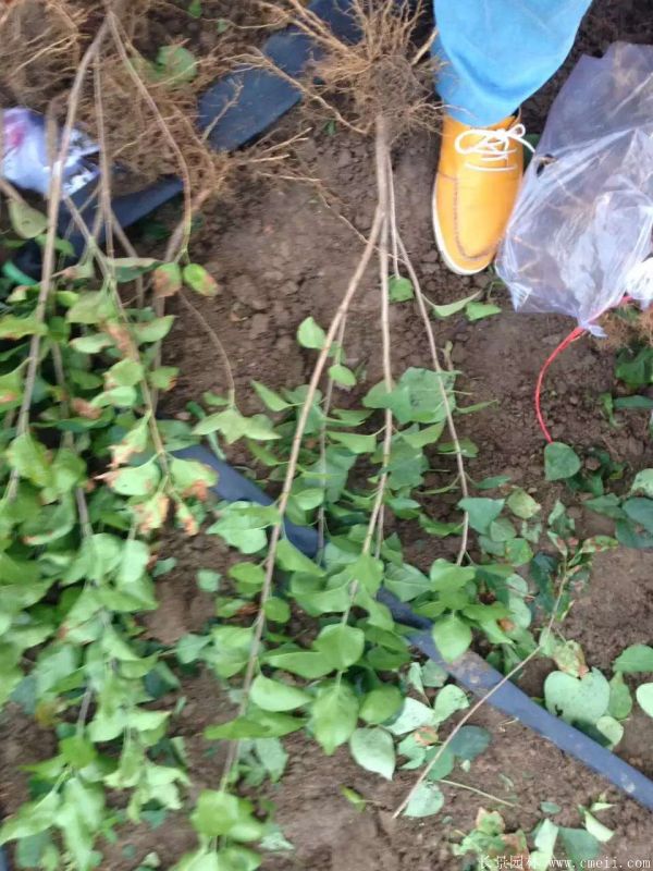 丁香圖片基地實拍 丁香圖片基地實拍