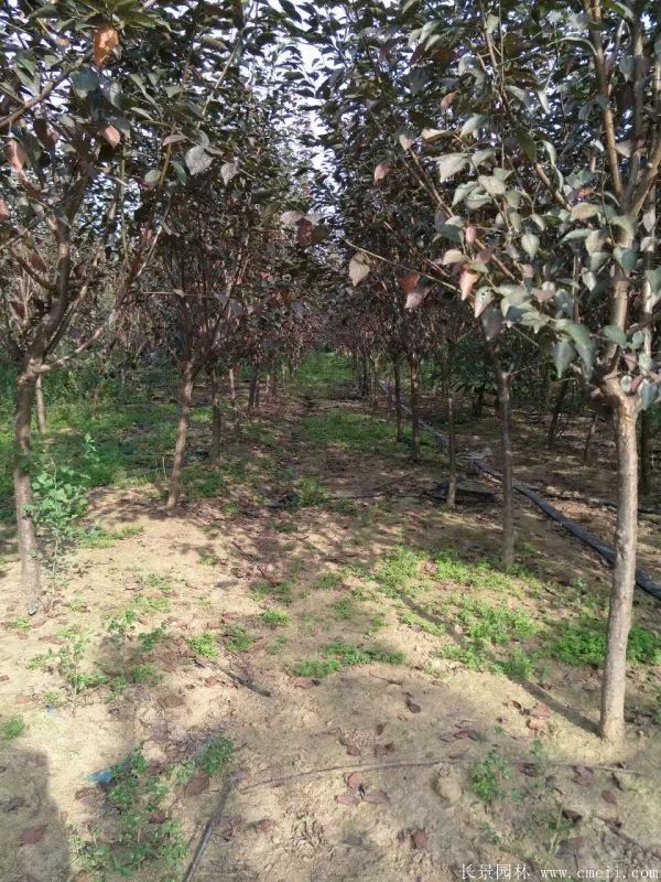 美人梅圖片基地實拍