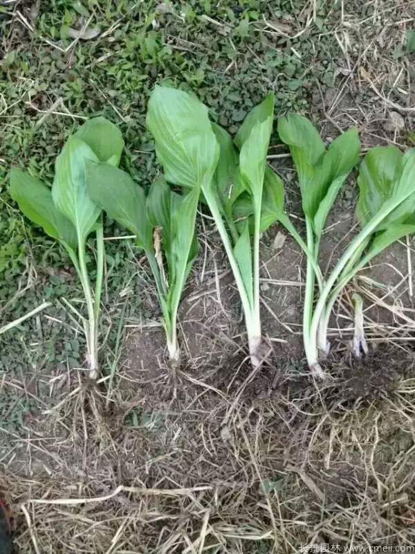 玉簪花圖片基地實(shí)拍