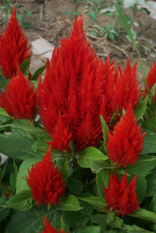 紅色黃色火焰矮生雞冠花圖片 紅色黃色火焰矮生雞冠花圖片