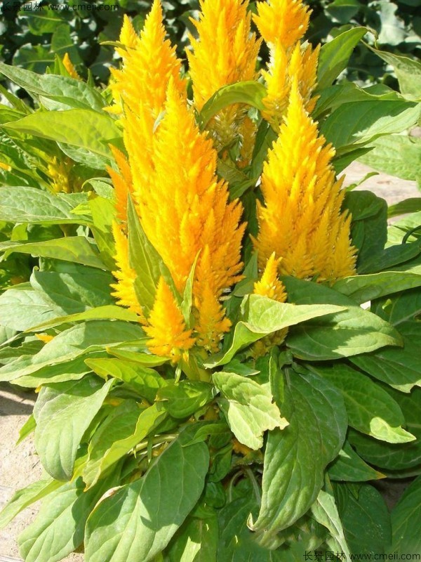 紅色黃色火焰矮生雞冠花圖片 紅色黃色火焰矮生雞冠花圖片