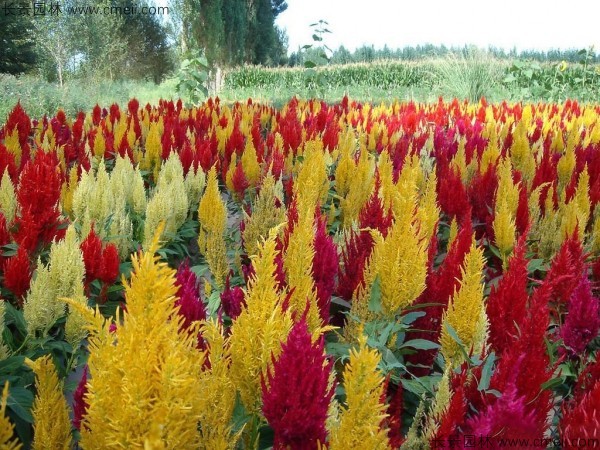 紅色黃色火焰矮生雞冠花圖片 紅色黃色火焰矮生雞冠花圖片