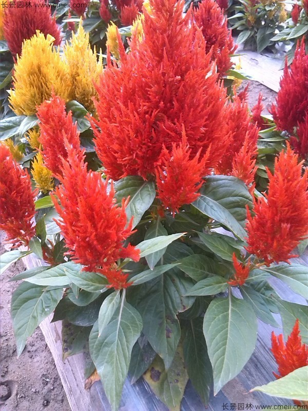 紅色黃色火焰矮生雞冠花圖片 紅色黃色火焰矮生雞冠花圖片