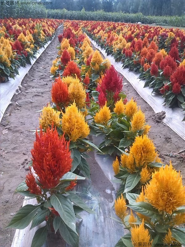 紅色黃色火焰矮生雞冠花圖片 紅色黃色火焰矮生雞冠花圖片