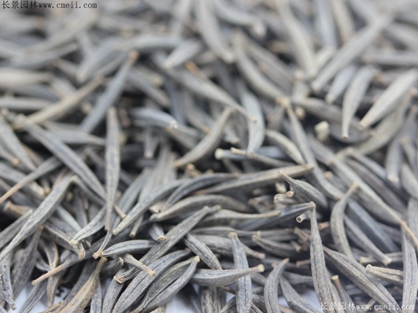 波斯菊種子圖片 波斯菊種子圖片