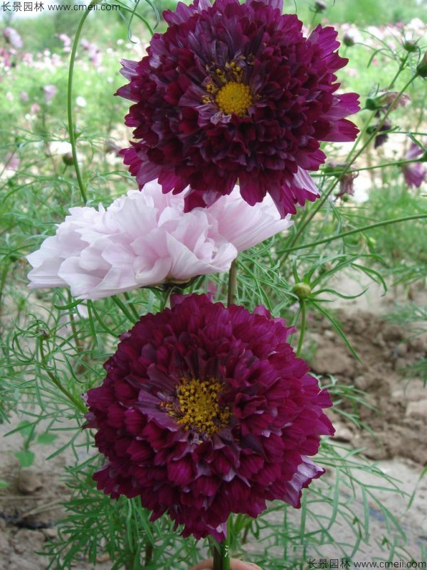 波斯菊種子發(fā)芽出苗開花圖片 波斯菊種子發(fā)芽出苗開花圖片