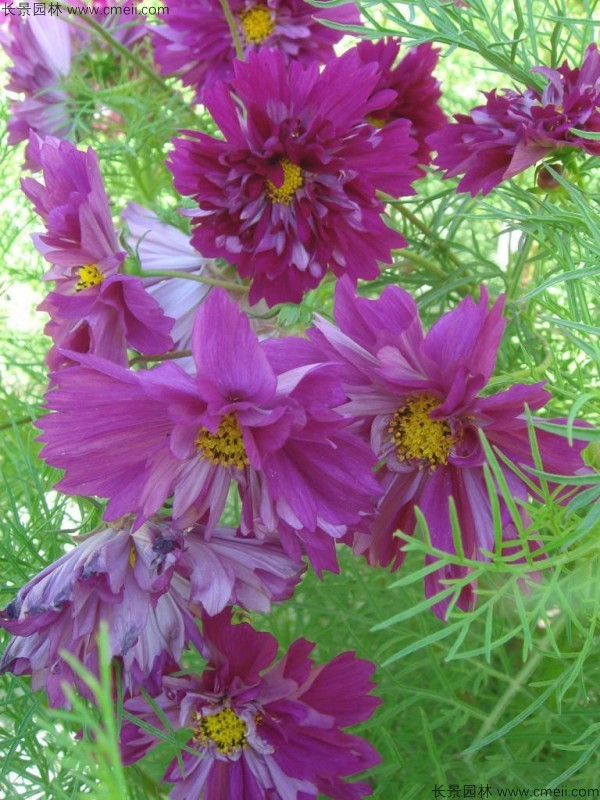 波斯菊種子發(fā)芽出苗開花圖片 波斯菊種子發(fā)芽出苗開花圖片