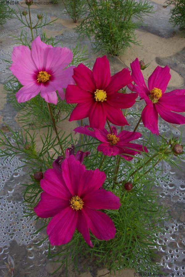 波斯菊種子發(fā)芽出苗開花圖片 波斯菊種子發(fā)芽出苗開花圖片