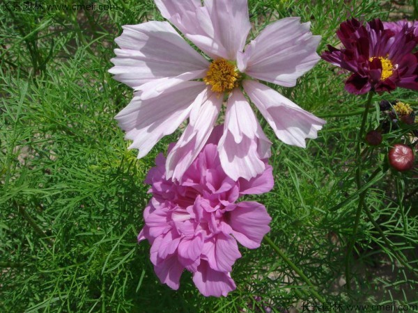 波斯菊種子發(fā)芽出苗開花圖片 波斯菊種子發(fā)芽出苗開花圖片