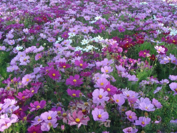 波斯菊種子發(fā)芽出苗開花圖片 波斯菊種子發(fā)芽出苗開花圖片