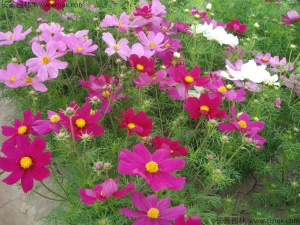 波斯菊種子發(fā)芽出苗開花圖片 波斯菊種子發(fā)芽出苗開花圖片