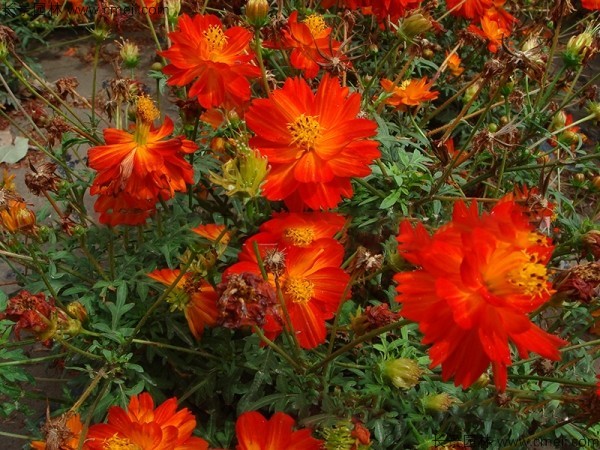 硫華菊種子發(fā)芽出苗圖片 硫華菊種子發(fā)芽出苗圖片