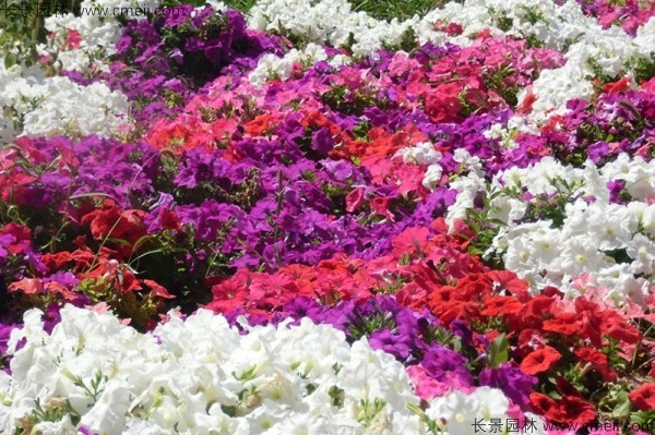 牽?；ǚN子發(fā)芽出苗開(kāi)花圖片