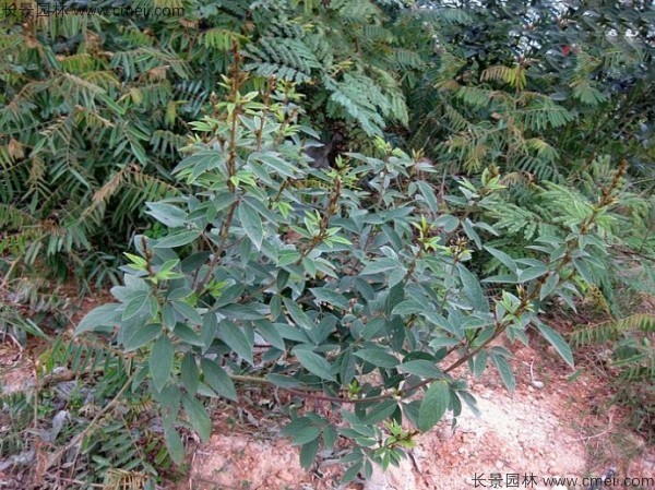 木豆種子發(fā)芽出苗開(kāi)花圖片