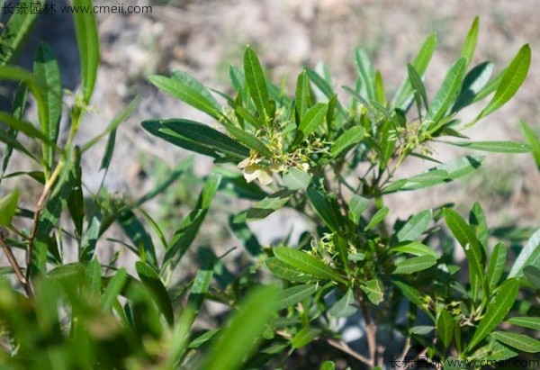 車桑種子發(fā)芽出苗圖片 車桑種子發(fā)芽出苗圖片