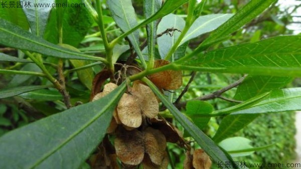 車桑種子發(fā)芽出苗圖片 車桑種子發(fā)芽出苗圖片
