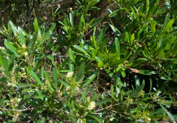 車桑種子發(fā)芽出苗圖片 車桑種子發(fā)芽出苗圖片