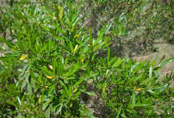 車桑種子發(fā)芽出苗圖片 車桑種子發(fā)芽出苗圖片