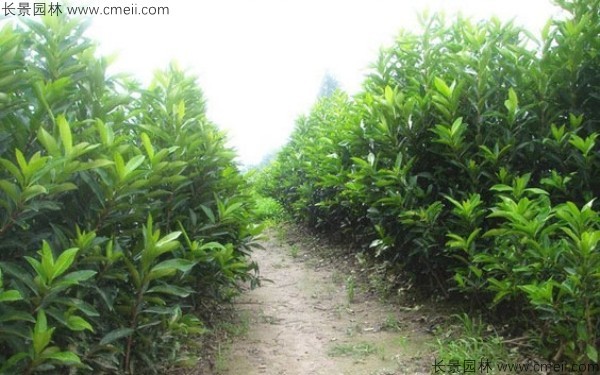 法國冬青種子發(fā)芽出苗圖片