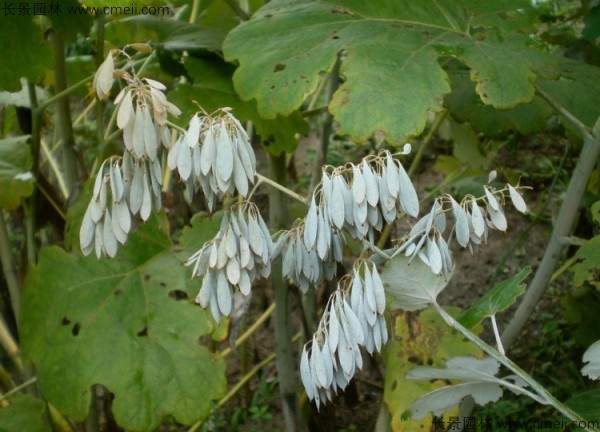 博落回種子圖片