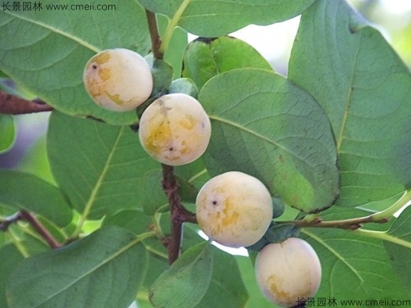 君遷子種子發(fā)芽出苗圖片